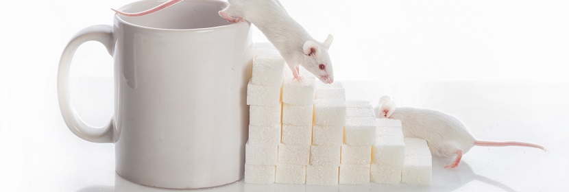 動(dòng)物骨髓細(xì)胞微核試驗(yàn)