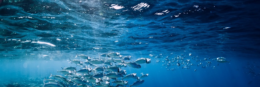 海洋生態(tài)調(diào)查